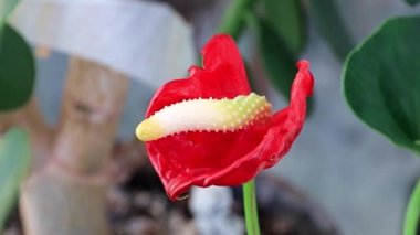 kapalı dekoratif bitki Anthurium Andre parlak kırmızı çiçek