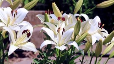 Rüzgar lily çiçek süs bahçe süs sallıyor.