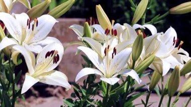 Rüzgar lily çiçek süs bahçe süs sallıyor.