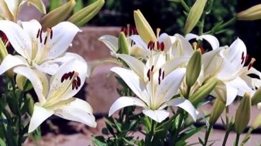 Rüzgar lily çiçek süs bahçe süs sallıyor.