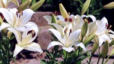 Rüzgar lily çiçek süs bahçe süs sallıyor.