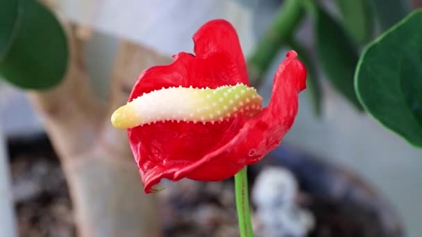 Fleur Rouge Vif Plante Décorative Intérieur Anthurium Andre — Video