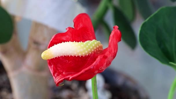 Flor Roja Brillante Planta Decorativa Interior Anthurium Andre — Vídeos de Stock