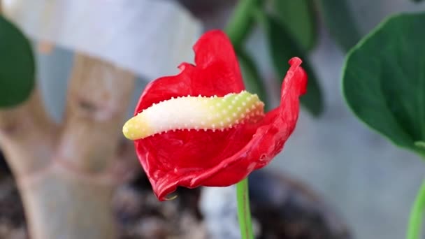 Flor Vermelha Brilhante Planta Decorativa Interior Anthurium Andre — Vídeo de Stock