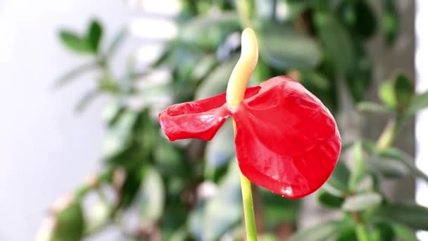 Bright Red Flower Indoor Decorative Plant Anthurium Andre — Stock Video
