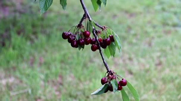 Beautiful Fresh Ripe Bright Red Cherry Berries Branches Tree — Stock Video