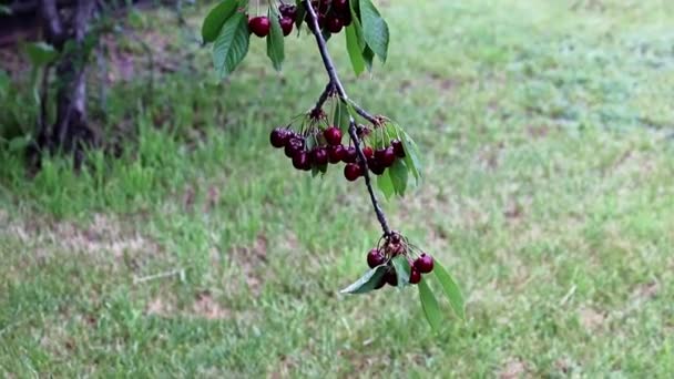 美丽新鲜成熟明亮的红色樱桃浆果在树的树枝上 — 图库视频影像