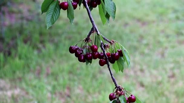 Krásné Čerstvé Zralé Jasně Červené Cherry Bobule Větvích Stromu — Stock video