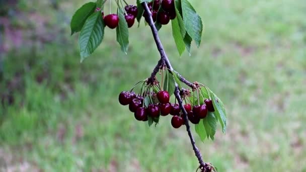 Beautiful Fresh Ripe Bright Red Cherry Berries Branches Tree — Stock Video