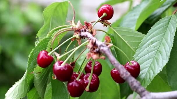 Krásné Čerstvé Zralé Jasně Červené Cherry Bobule Větvích Stromu — Stock video
