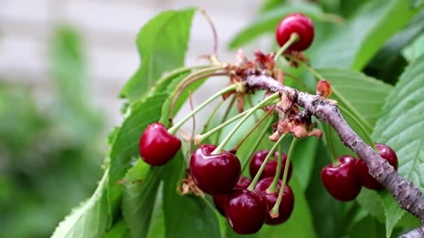 Krásné Čerstvé Zralé Jasně Červené Cherry Bobule Větvích Stromu — Stock video