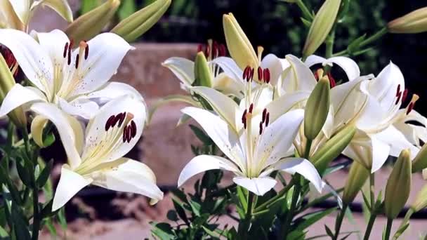 Der Wind Schüttelt Die Lilienblüten Als Zierpflanzenschmuck — Stockvideo