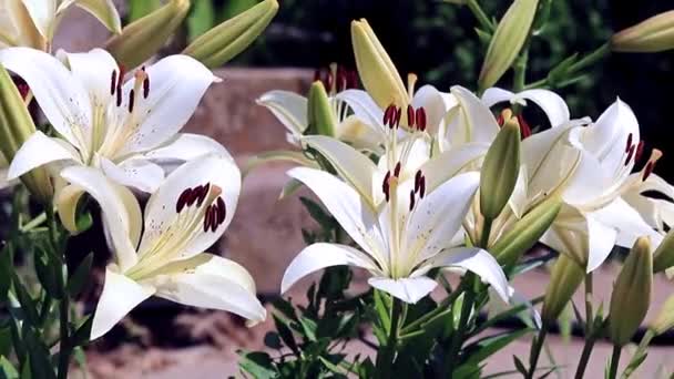 Άνεμος Κουνάει Λουλούδια Κρίνος Διακοσμητικό Κήπο Καλλωπιστικών — Αρχείο Βίντεο