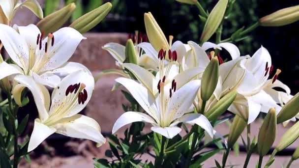 Viento Sacude Las Flores Lirio Como Adorno Jardín Ornamental — Vídeos de Stock