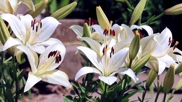 Viento Sacude Las Flores Lirio Como Adorno Jardín Ornamental — Vídeos de Stock