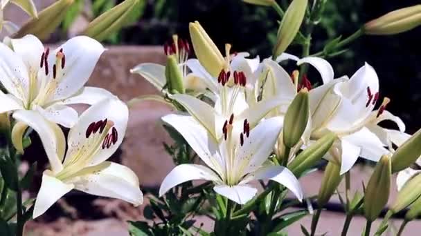 Vento Agita Flores Lírio Como Ornamento Jardim Ornamental — Vídeo de Stock