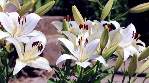 Άνεμος Κουνάει Λουλούδια Κρίνος Διακοσμητικό Κήπο Καλλωπιστικών — Αρχείο Βίντεο