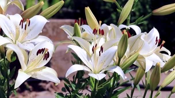 le vent secoue les fleurs de lis comme ornement de jardin ornemental 
