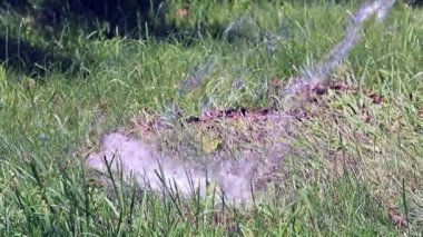 Temiz su akışı çimlere bir Çim Sulama zaman düşüyor