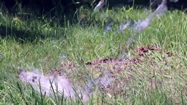 Temiz su akışı çimlere bir Çim Sulama zaman düşüyor