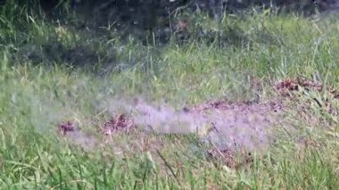 Temiz su akışı çimlere bir Çim Sulama zaman düşüyor