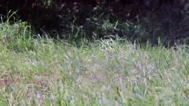 Temiz su akışı çimlere bir Çim Sulama zaman düşüyor