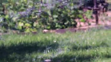 Temiz su akışı çimlere bir Çim Sulama zaman düşüyor