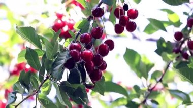 olgun parlak kırmızı meyveler kiraz ağacı dalları üzerinde