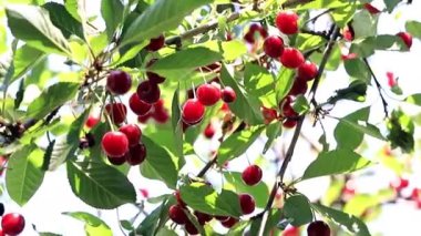 olgun parlak kırmızı meyveler kiraz ağacı dalları üzerinde