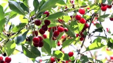 olgun parlak kırmızı meyveler kiraz ağacı dalları üzerinde