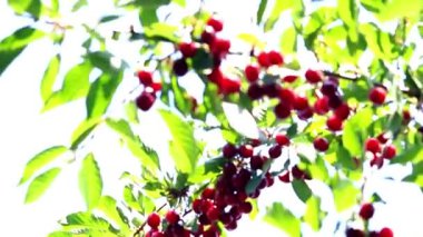 olgun parlak kırmızı meyveler kiraz ağacı dalları üzerinde