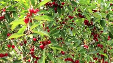 olgun parlak kırmızı meyveler kiraz ağacı dalları üzerinde