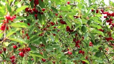 olgun parlak kırmızı meyveler kiraz ağacı dalları üzerinde