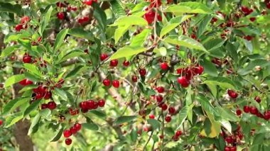 olgun parlak kırmızı meyveler kiraz ağacı dalları üzerinde