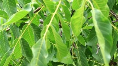 bir ağaç dalı yapraklarda arasında güzel ceviz