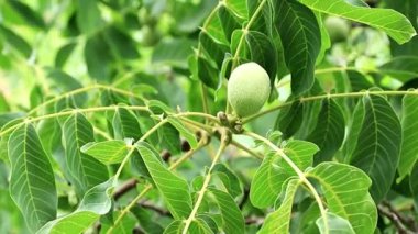 bir ağaç dalı yapraklarda arasında güzel ceviz