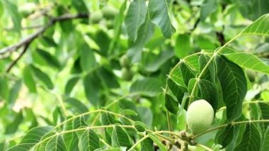 bir ağaç dalı yapraklarda arasında güzel ceviz