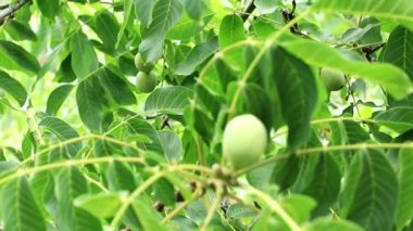 bir ağaç dalı yapraklarda arasında güzel ceviz