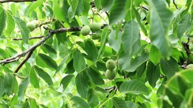bir ağaç dalı yapraklarda arasında güzel ceviz