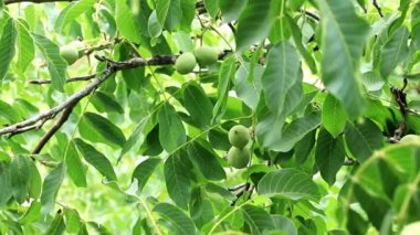 bir ağaç dalı yapraklarda arasında güzel ceviz