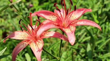 Rüzgar lily çiçek süs bahçe süs sallıyor.