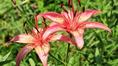 Rüzgar lily çiçek süs bahçe süs sallıyor.