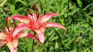 Rüzgar lily çiçek süs bahçe süs sallıyor.