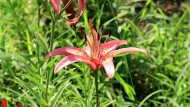 Rüzgar lily çiçek süs bahçe süs sallıyor.