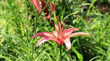 Rüzgar lily çiçek süs bahçe süs sallıyor.