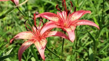 Rüzgar lily çiçek süs bahçe süs sallıyor.