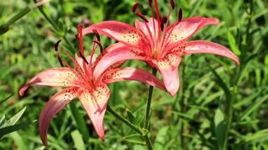 Rüzgar lily çiçek süs bahçe süs sallıyor.