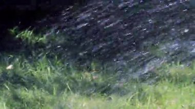 Temiz su akışı çimlere bir Çim Sulama zaman düşüyor