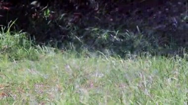 Temiz su akışı çimlere bir Çim Sulama zaman düşüyor