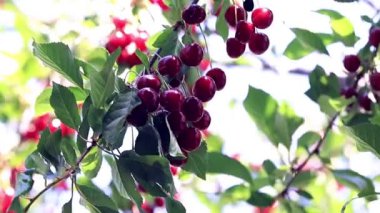 olgun parlak kırmızı meyveler kiraz ağacı dalları üzerinde